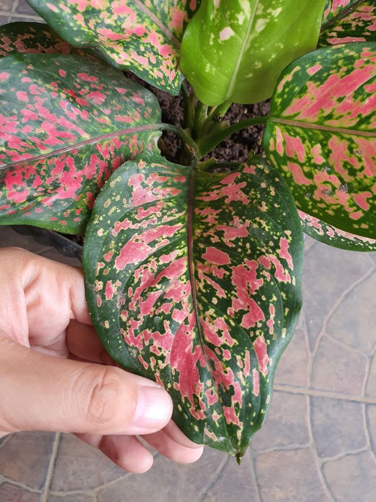 Hybrid Aglaonema Red Plant (Pack Of-1)