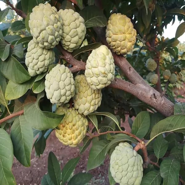 Hybrid Custard Apple Grafting Plant (Pack Of 1)