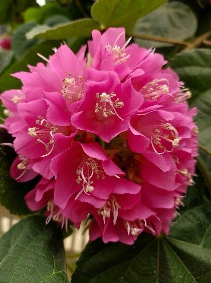 Hybrid Dombeya Pink Flower Plant ( Pack Of-1 )