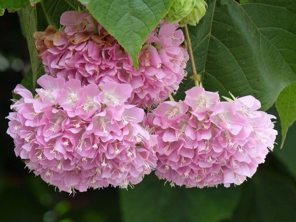 Hybrid Dombeya Pink Flower Plant ( Pack Of-1 )