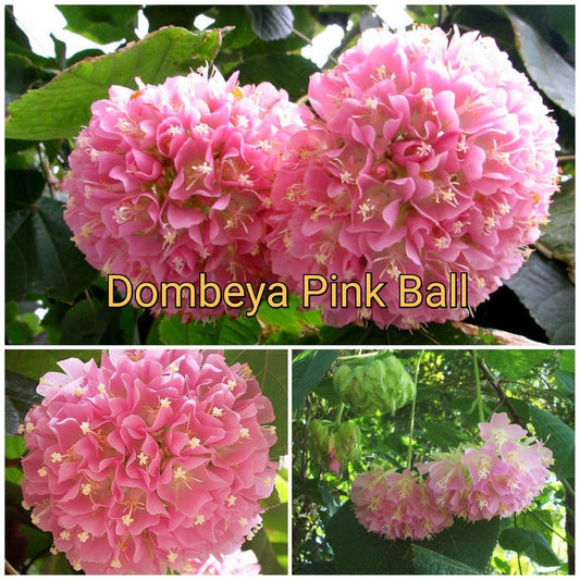 Hybrid Dombeya Pink Flower Plant ( Pack Of-1 )
