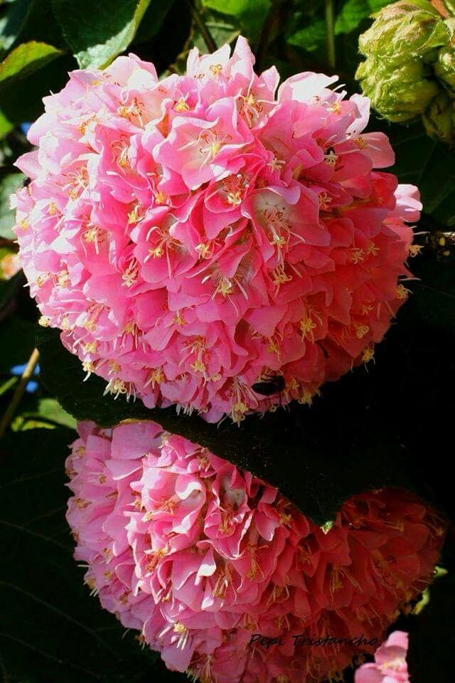 Hybrid Dombeya Pink Flower Plant ( Pack Of-1 )
