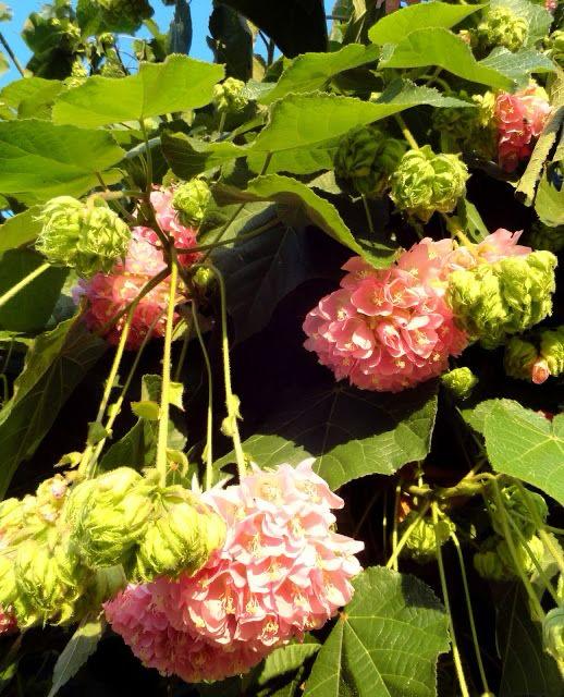 Hybrid Dombeya Pink Flower Plant ( Pack Of-1 )
