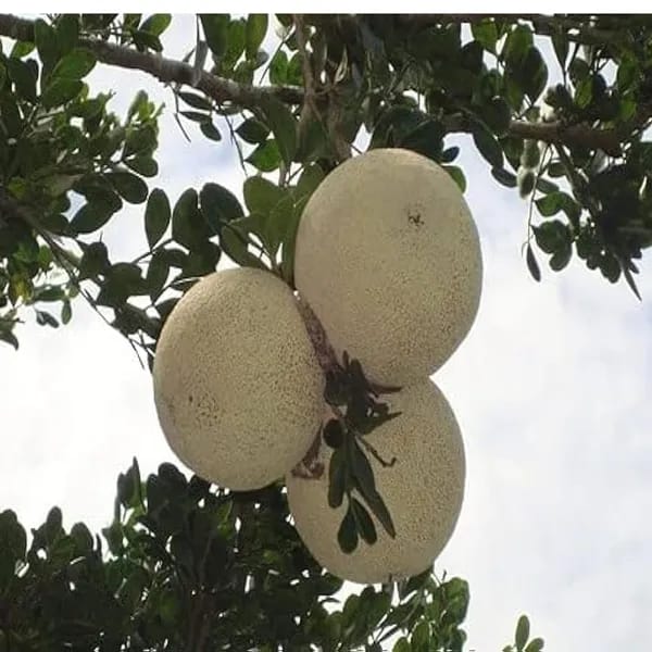 Wood Apple Plant (Hybrid & Grafting) Pack Of-1