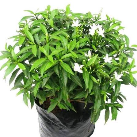 Mini Togor Flower Plant (Pack Of-1 )