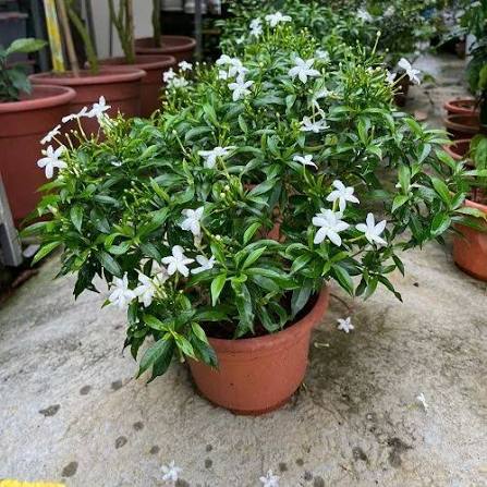 Mini Togor Flower Plant (Pack Of-1 )