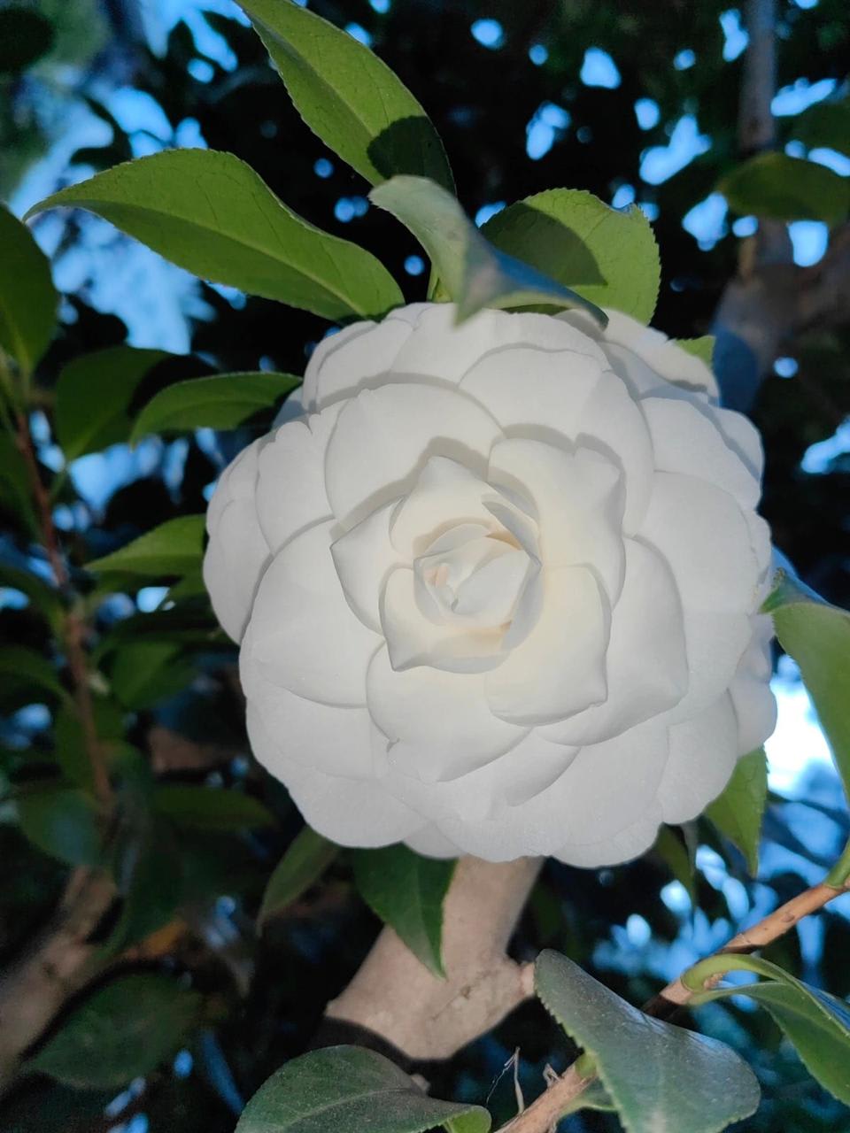 Hybrid White Camellia Flower Plant (Pack Of-1)