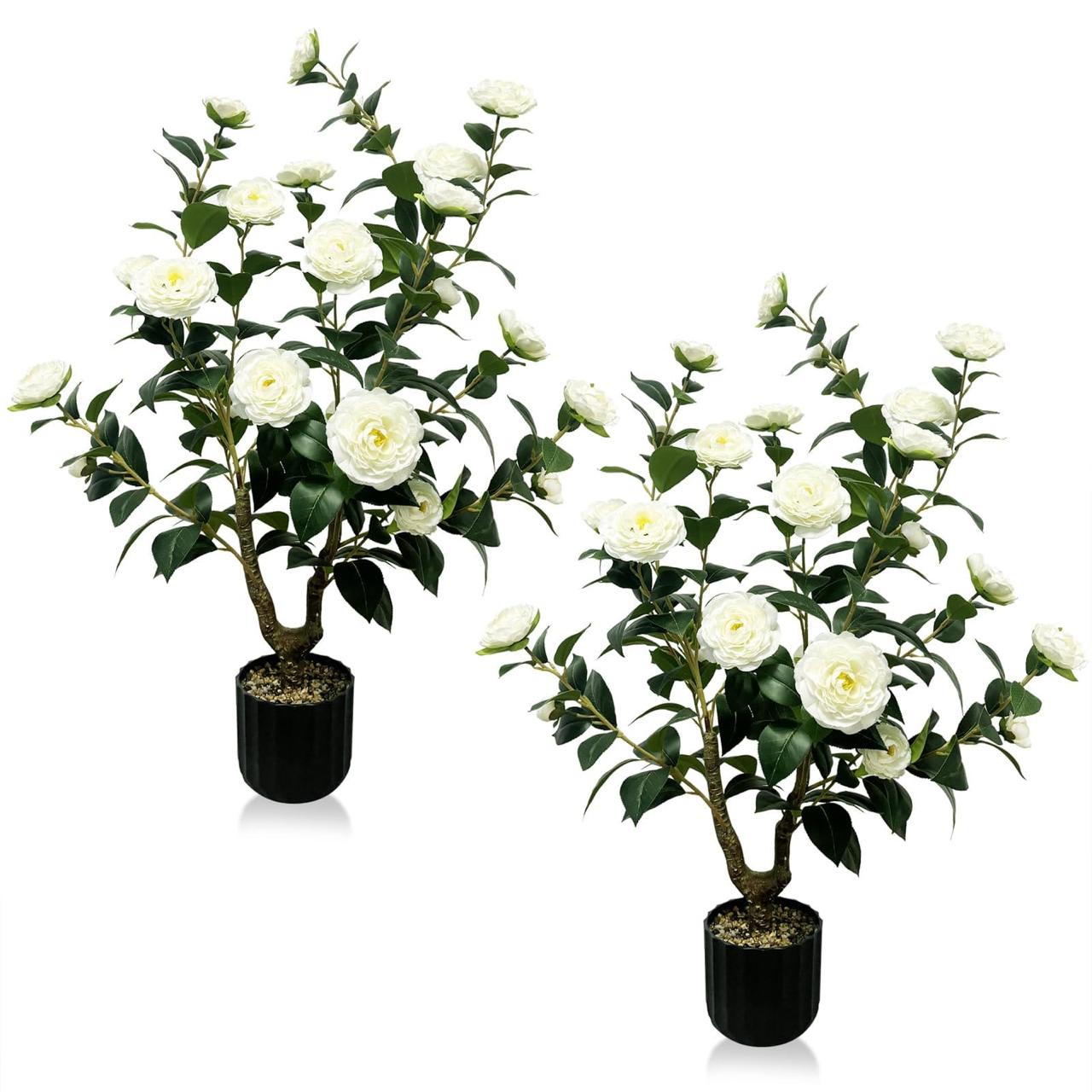 Hybrid White Camellia Flower Plant (Pack Of-1)