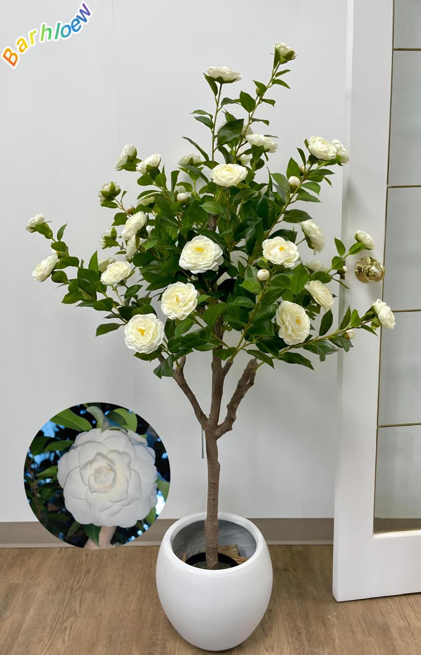 Hybrid White Camellia Flower Plant (Pack Of-1)