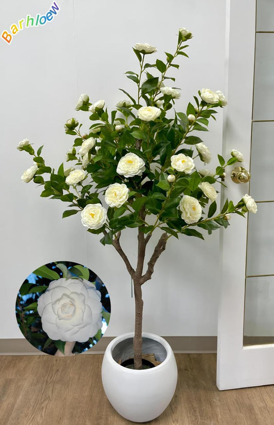 Hybrid White Camellia Flower Plant (Pack Of-1)