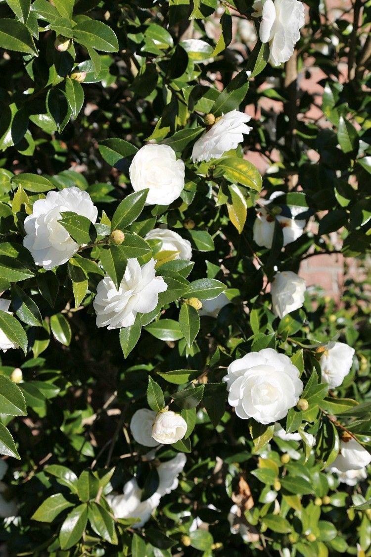 Hybrid White Camellia Flower Plant (Pack Of-1)