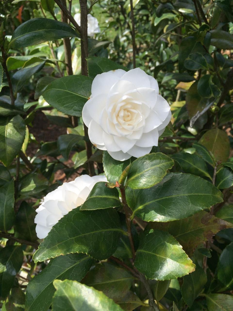 Hybrid White Camellia Flower Plant (Pack Of-1)