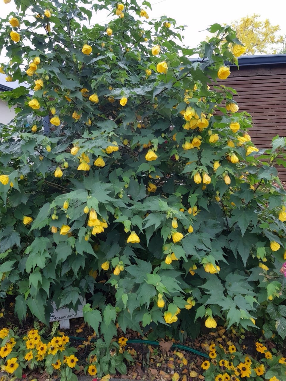 Yellow Lantern Hibiscus 🌺🌺🌺 Flower Plant (Pack Of-1 )