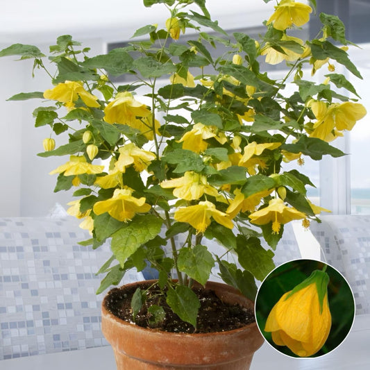 Yellow Lantern Hibiscus 🌺🌺🌺 Flower Plant (Pack Of-1 )