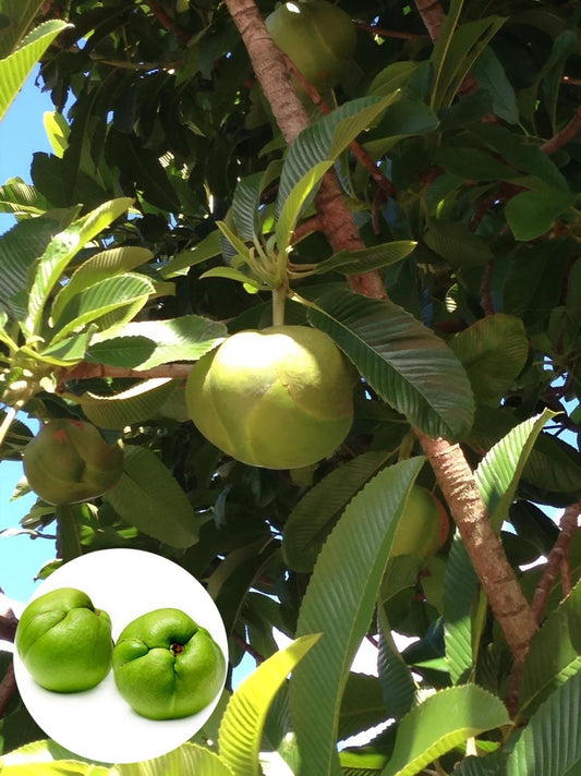 Hybrid Elephant Apple Fruit Plant (Pack Of-1 )