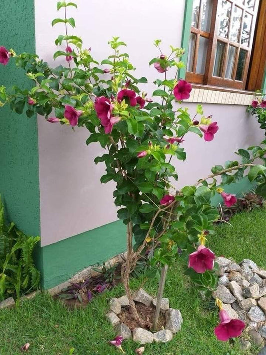 Hybrid Red Allamanda Flower Plant (Pack Of-1 )