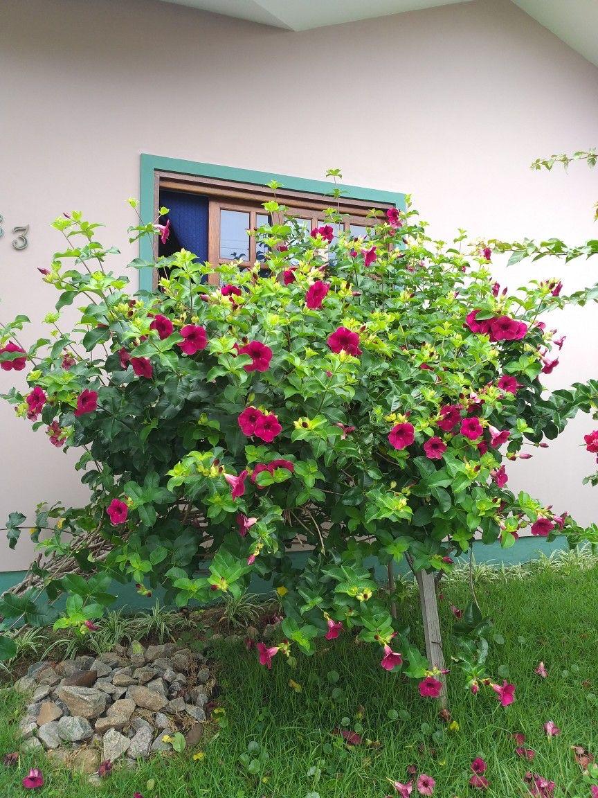 Hybrid Red Allamanda Flower Plant (Pack Of-1 )