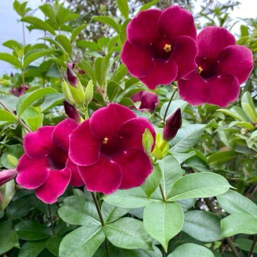 Hybrid Red Allamanda Flower Plant (Pack Of-1 )