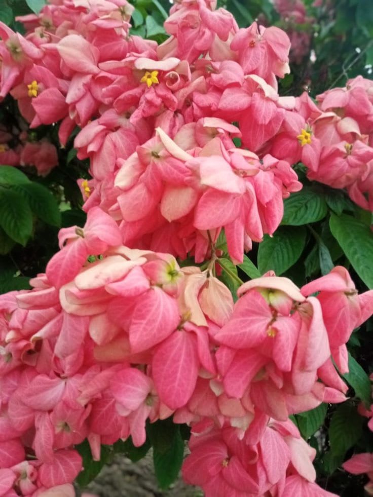Hybrid Mussaenda Pink Grafting Plant (Pack Of-1)