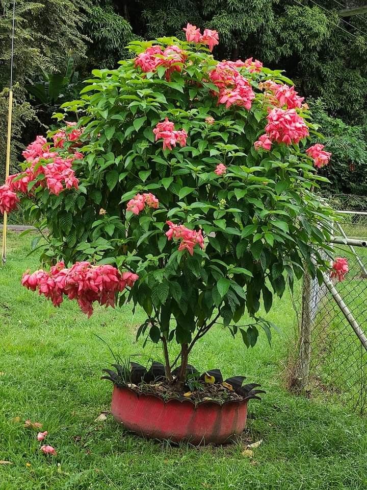Hybrid Mussaenda Pink Grafting Plant (Pack Of-1)