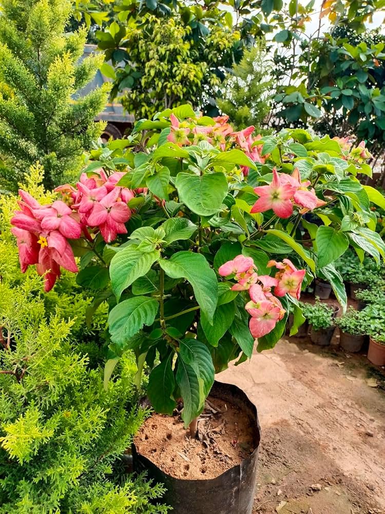 Hybrid Mussaenda Pink Grafting Plant (Pack Of-1)