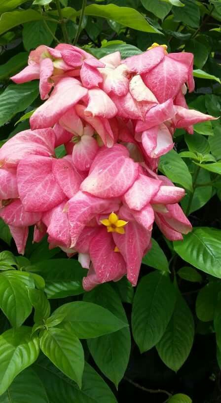 Hybrid Mussaenda Pink Grafting Plant (Pack Of-1)