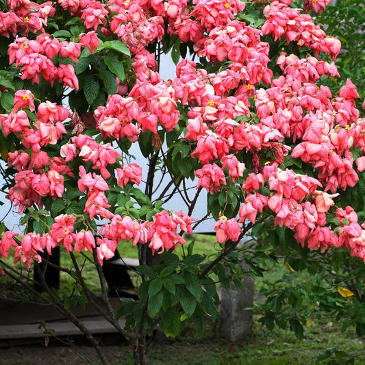 Hybrid Mussaenda Pink Grafting Plant (Pack Of-1)
