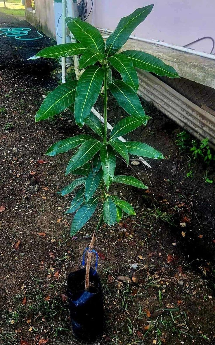 Hybrid Kacha Mitha Mango Fruit Plant Grafting 🥭🥭🥭 (Pack Of-1 )