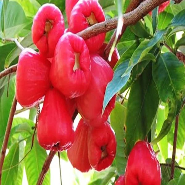 Hybrid Red Water Apple Fruit Plant (Pack Of-1 )