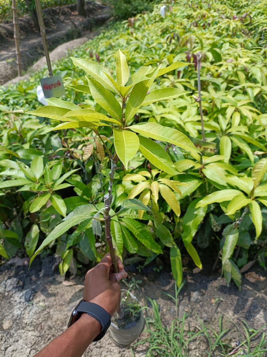 Hybrid Ashwini Mango 🥭🥭🥭 Grafting Fruit Plant (Pack Of-1 )