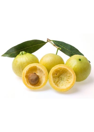 Rose Apple Fruit Plant Pack Of-1 (Hybrid & Grafting)