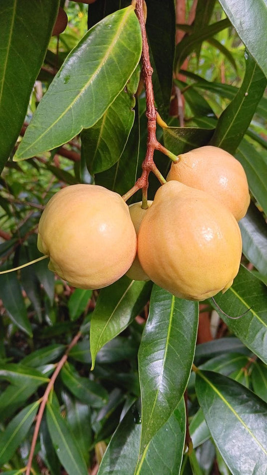 Rose Apple Fruit Plant Pack Of-1 (Hybrid & Grafting)