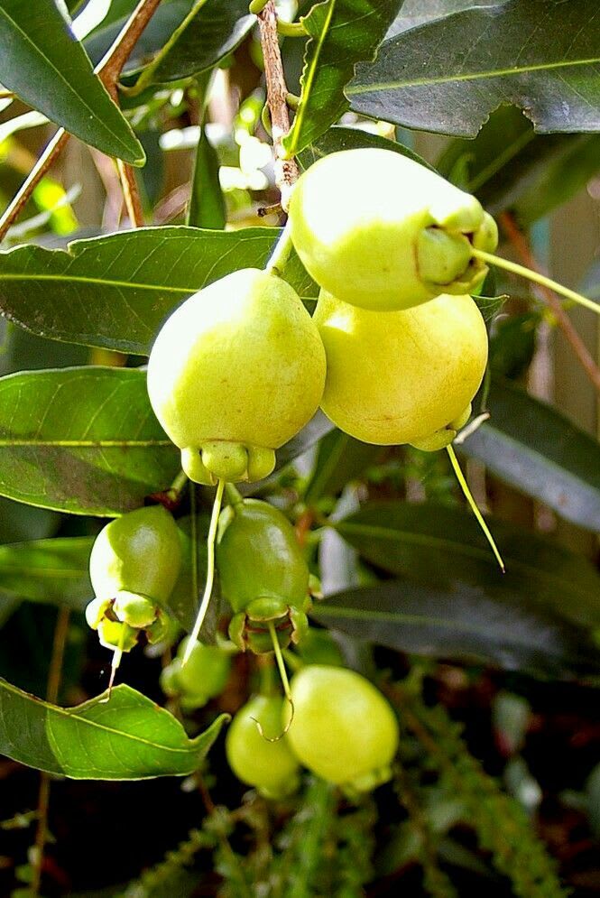 Rose Apple Fruit Plant Pack Of-1 (Hybrid & Grafting)