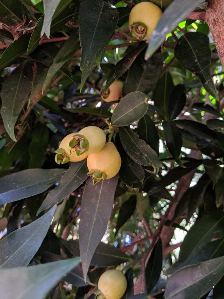 Rose Apple Fruit Plant Pack Of-1 (Hybrid & Grafting)