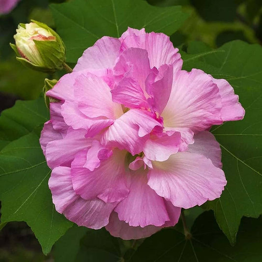 Hybrid Land Lotus 💐💐💐 Flower Plant (Pack Of-1 )