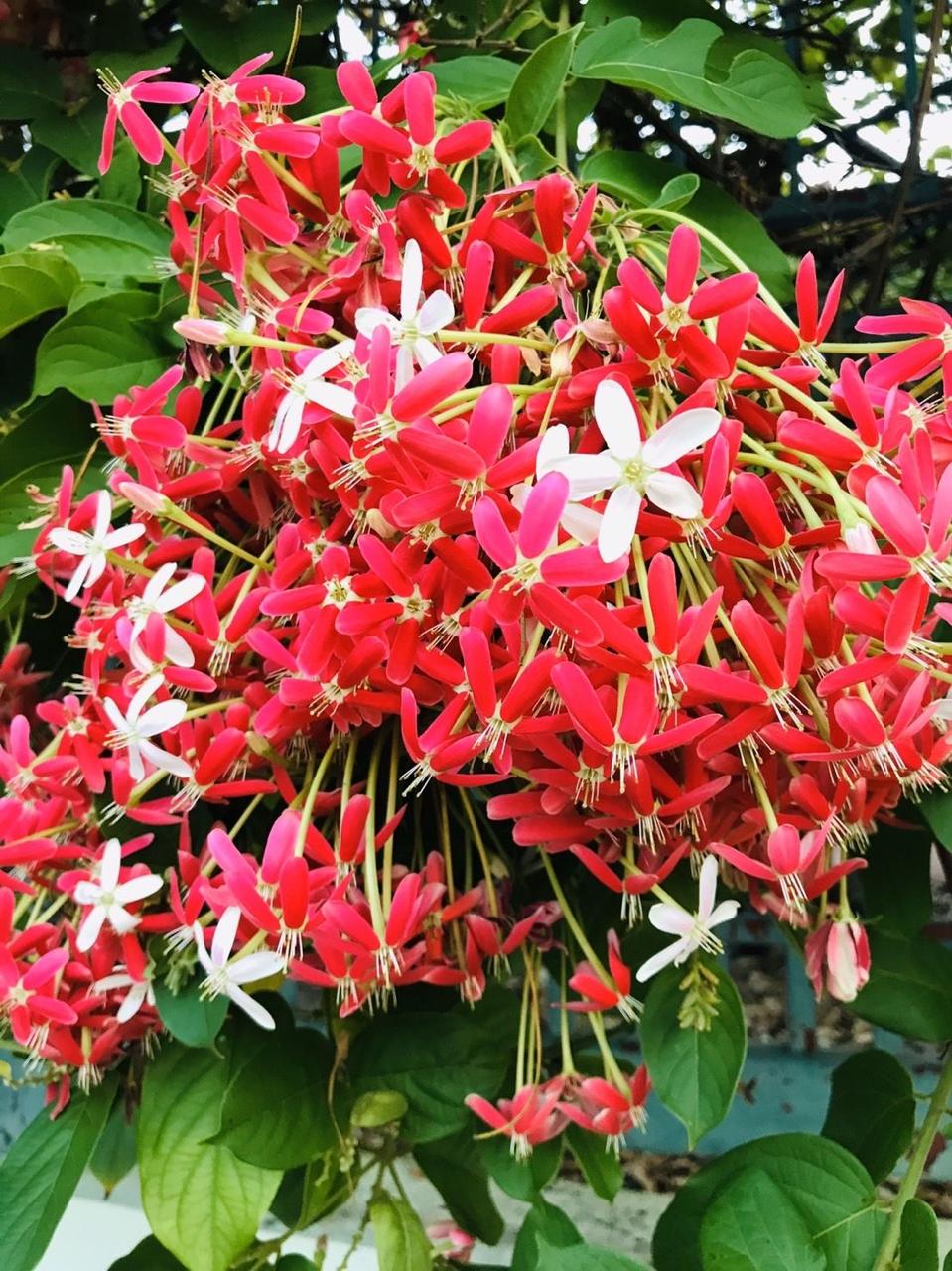 Hybrid Madhumalti Flower Plant (Pack Of-1)