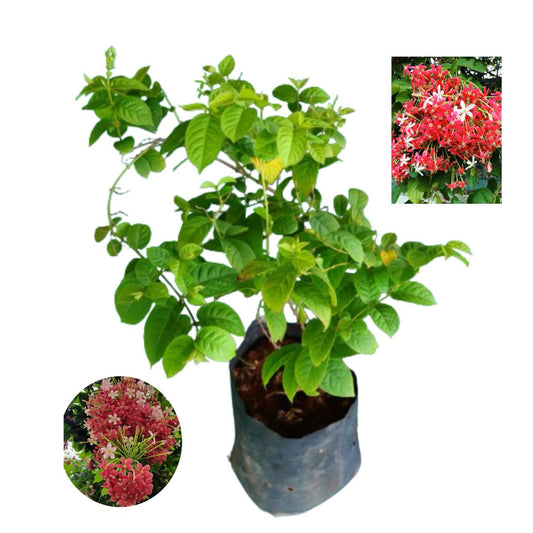 Hybrid Madhumalti Flower Plant (Pack Of-1)