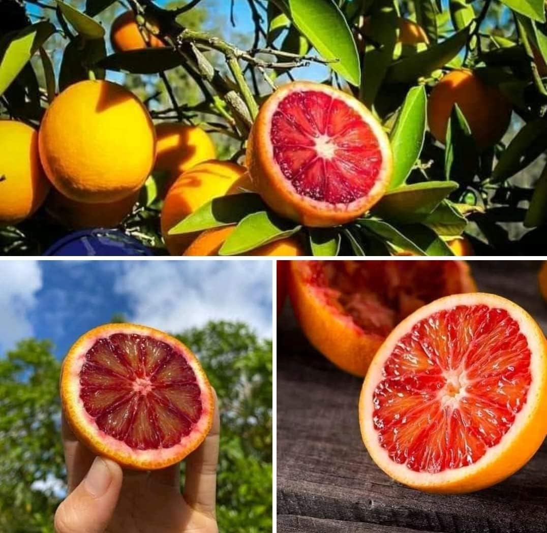Hybrid Red Malta Orange 🍊🍊🍊 Grafting Fruit Plant (Pack Of-1 )