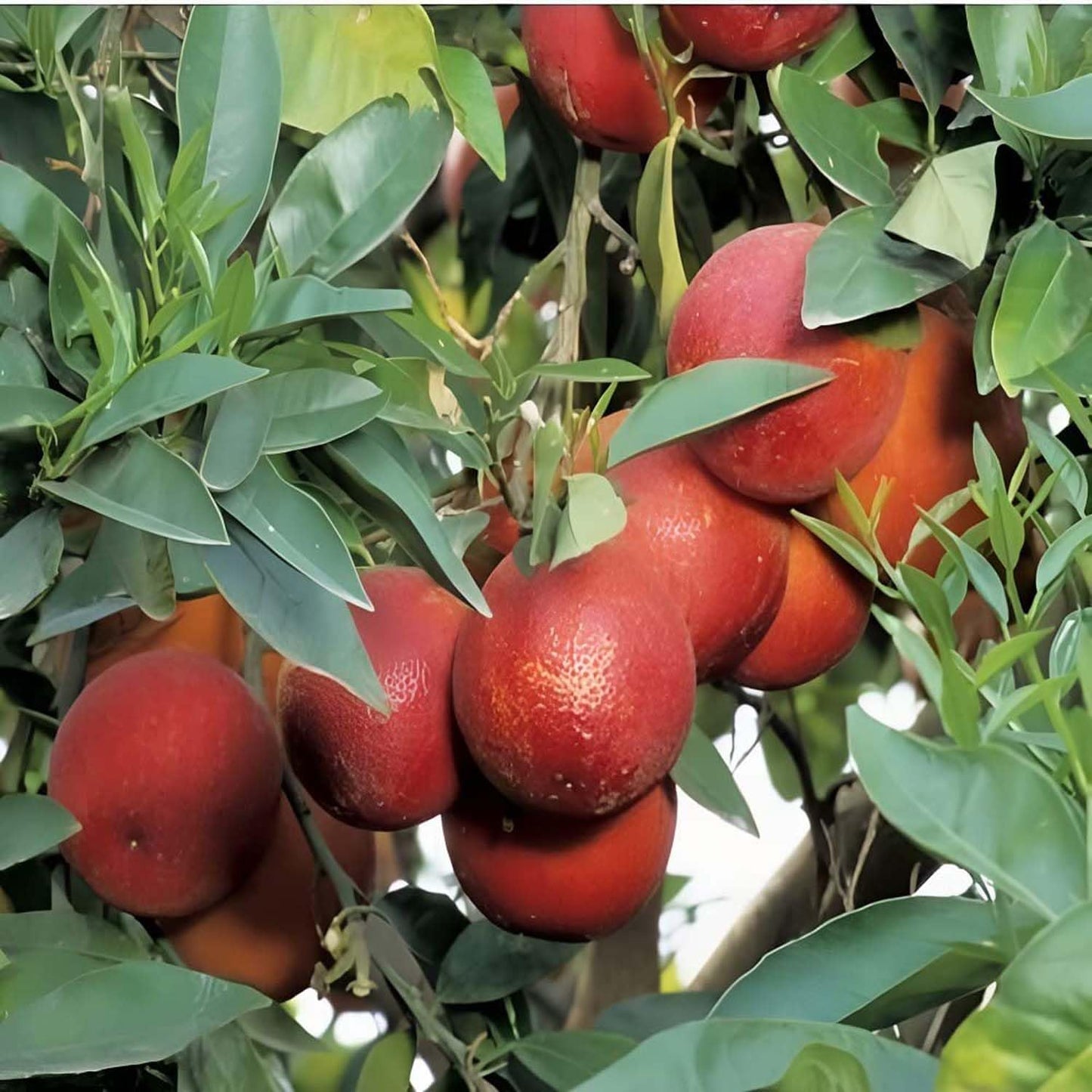 Hybrid Red Malta Orange 🍊🍊🍊 Grafting Fruit Plant (Pack Of-1 )