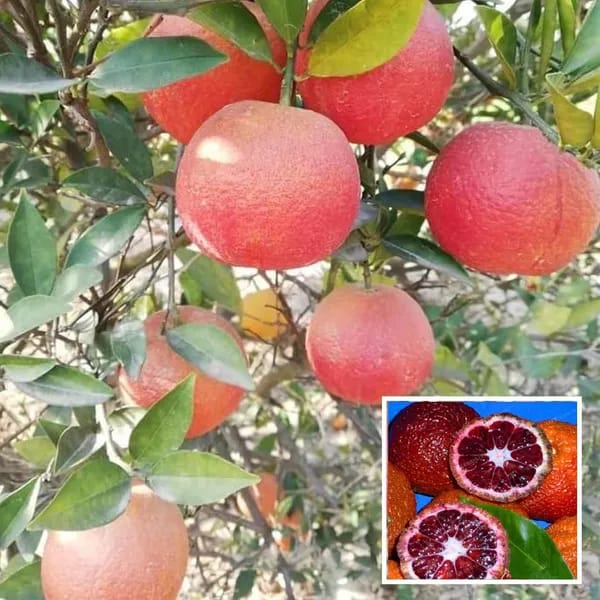 Hybrid Red Malta Orange 🍊🍊🍊 Grafting Fruit Plant (Pack Of-1 )
