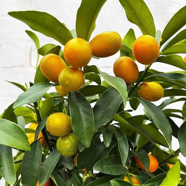 Thai Meyer Lemon 🍋🍋🍋 Fruit Plant (Hybrid & Grafting) Pack Of-1