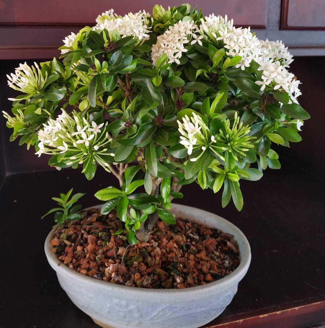 Hybrid White Ixora Flower Plant (Pack Of-1)