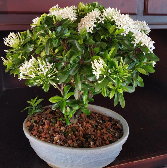 Hybrid White Ixora Flower Plant (Pack Of-1)