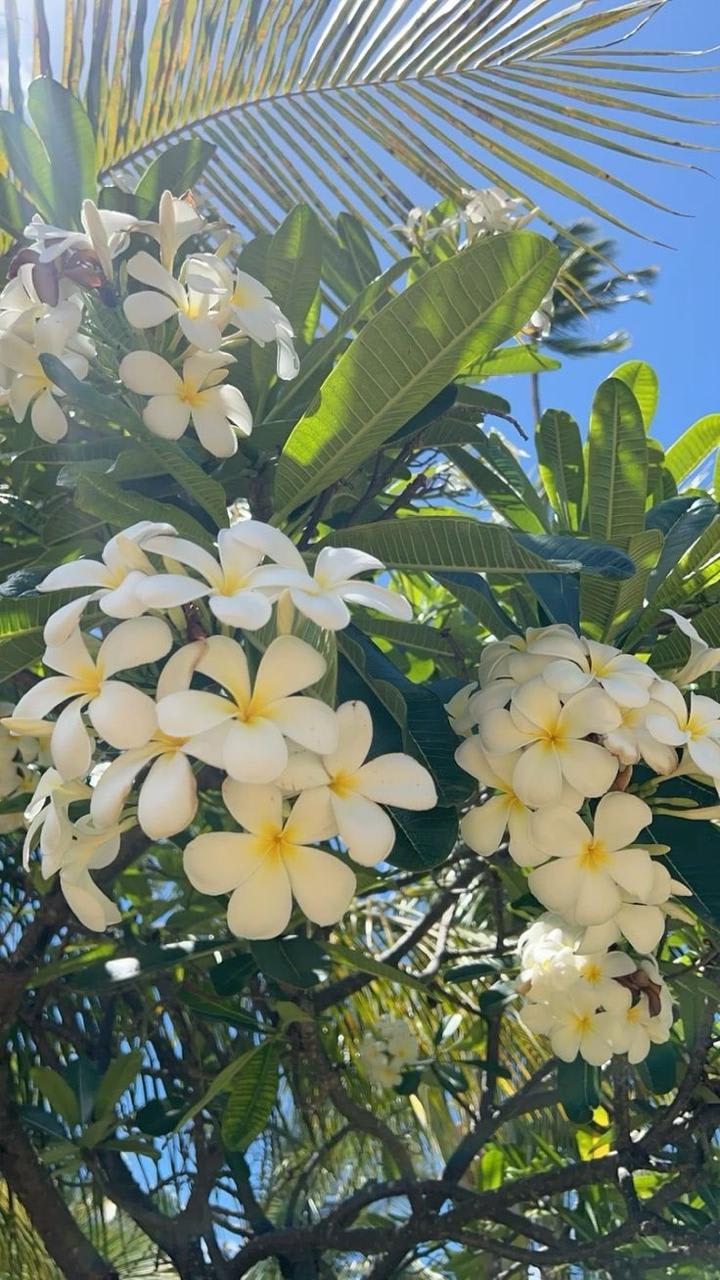 Hybrid Plumeria White Flower Plant (Pack Of-1)