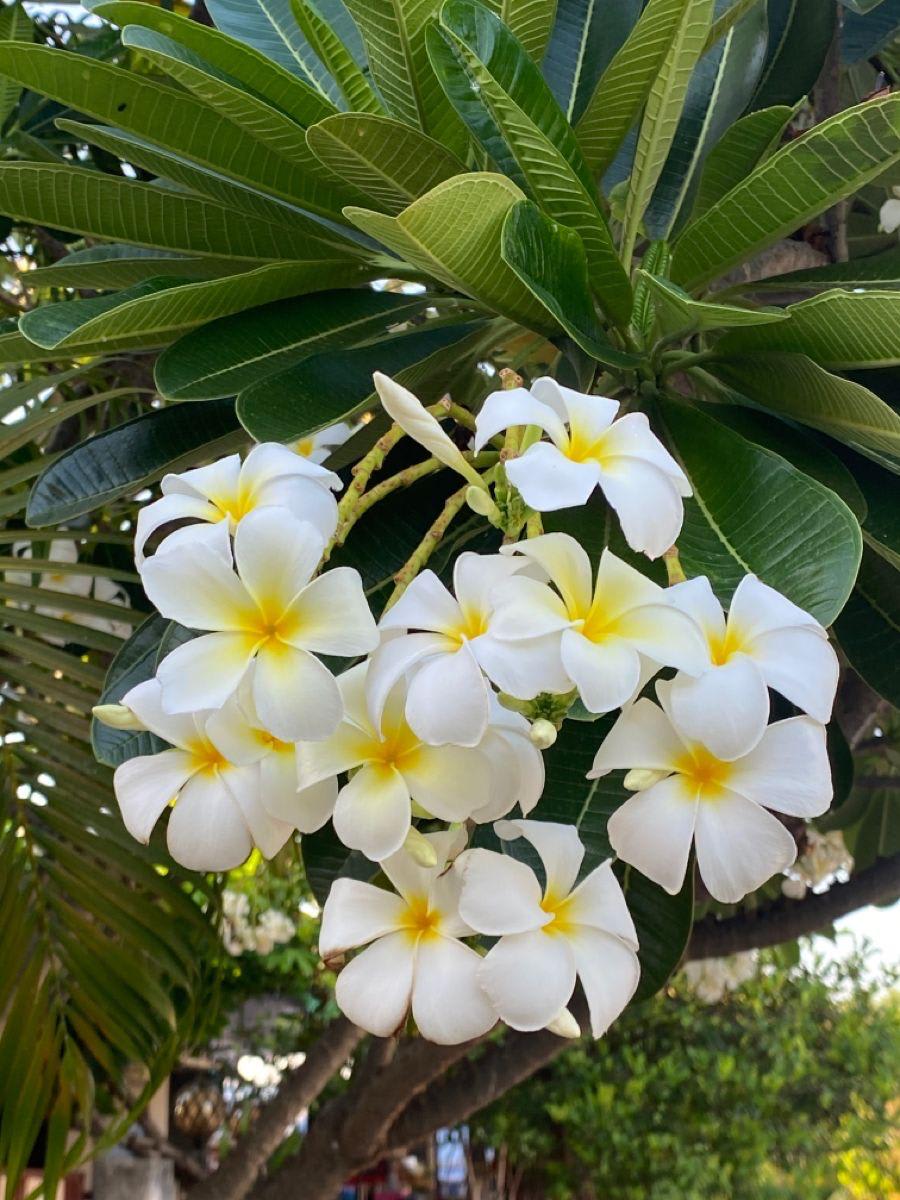 Hybrid Plumeria White Flower Plant (Pack Of-1)