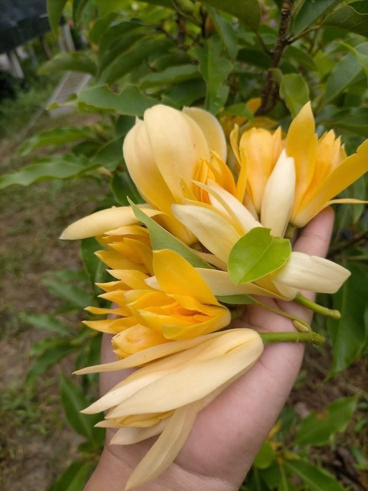 Hybrid Golden Champa Grafting Plant (Pack Of 1)