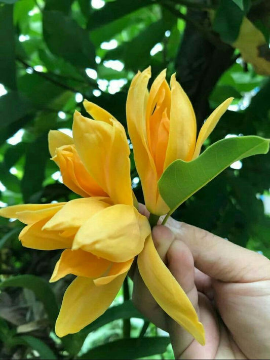 Hybrid Golden Champa Grafting Plant (Pack Of 1)