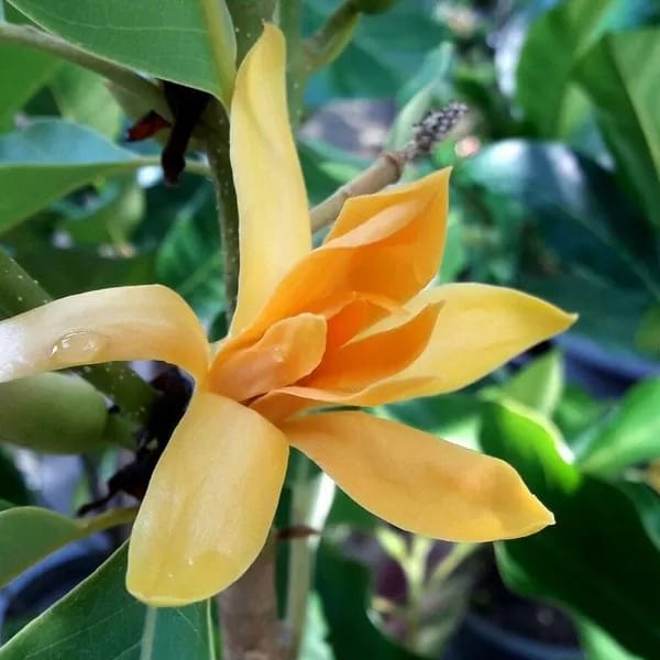 Hybrid Golden Champa Grafting Plant (Pack Of 1)