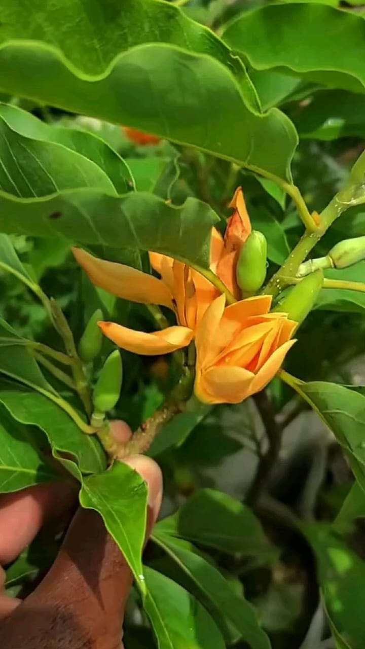 Hybrid Golden Champa Grafting Plant (Pack Of 1)