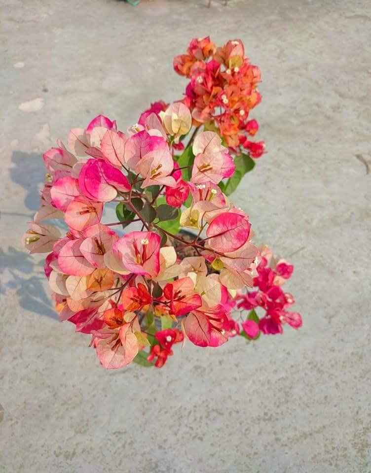 Chitra Bougainvillea Flower Plant (Pack Of-1)